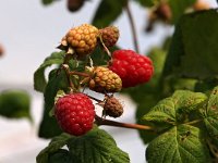 Rubus idaeus 4, Framboos, Saxifraga-Hans Dekker