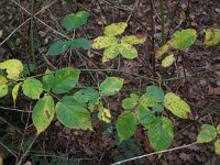 Rubus nessensis 6, Vroege roggebraam, Saxifraga-Rutger Barendse