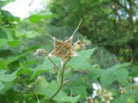 Rubus parviflorus 6, Saxifraga-Rutger Barendse