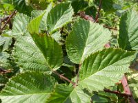 Rubus plicatus 5, Geplooide stokbraam, Saxifraga-Rutger Barendse