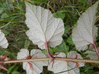 Rubus tricolor 2, Saxifraga-Rutger Barendse
