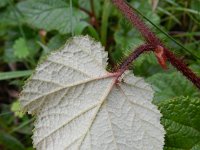 Rubus tricolor 4, Saxifraga-Rutger Barendse