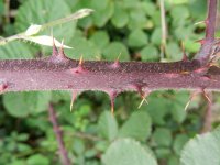 Rubus vestitus 8, Fraaie kambraam, Saxifraga-Rutger Barendse