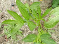 Rudbeckia laciniata 6, Slipbladige rudbeckia, Saxifraga-Rutger Barendse