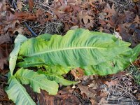 Rumex hydrolapathum 11, Waterzuring, Saxifraga-Rutger Barendse
