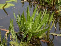 Rumex hydrolapathum 13, Waterzuring, Saxifraga-Ed Stikvoort