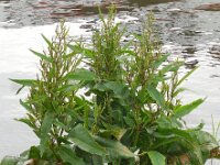 Rumex hydrolapathum 14, Waterzuring, Saxifraga-Ed Stikvoort