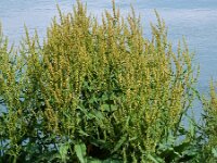 Rumex hydrolapathum 18, Waterzuring, Saxifraga-Ed Stikvoort