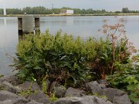 Rumex hydrolapathum 4, Waterzuring, Saxifraga-Peter Meininger