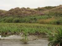 Rumex hydrolapathum 9, Waterzuring, Saxifraga-Hans Boll