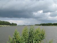 Rumex hydrolapathum 1, Waterzuring, Saxifraga-Rutger Barendse