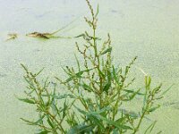 Rumex hydrolapathum 15, Waterzuring, Saxifraga-Ed Stikvoort