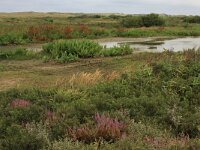 Rumex hydrolapathum 8, Waterzuring, Saxifraga-Hans Boll
