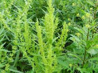Rumex maritimus 10, Goudzuring, Saxifraga-Rutger Barendse