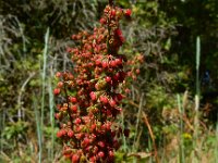 Rumex sanguineus 10, Bloedzuring, Saxifraga-Ed Stikvoort