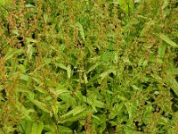 Rumex sanguineus 13, Bloedzuring, Saxifraga-Ed Stikvoort