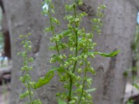 Rumex sanguineus 14, Bloedzuring, Saxifraga-Ed Stikvoort