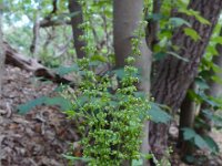 Rumex sanguineus 3, Bloedzuring, Saxifraga-Ed Stikvoort
