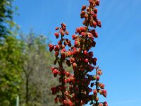 Rumex sanguineus 7, Bloedzuring, Saxifraga-Ed Stikvoort