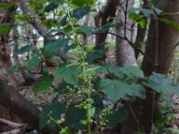 Rumex sanguineus 9, Bloedzuring, Saxifraga-Ed Stikvoort