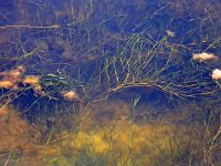 Ruppia maritima, Widgeon Grass