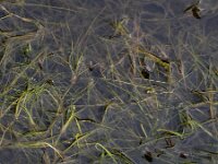 Ruppia maritima 11, Snavelruppia, Saxifraga-Ed Stikvoort