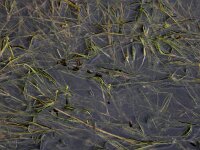 Ruppia maritima 12, Snavelruppia, Saxifraga-Ed Stikvoort