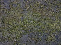 Ruppia maritima 13, Snavelruppia, Saxifraga-Ed Stikvoort