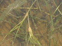 Ruppia maritima 2, Snavelruppia, Saxifraga-Rutger Barendse