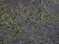 Ruppia maritima 6, Snavelruppia, Saxifraga-Ed Stikvoort