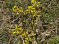 Ruta angustifolia 10, Saxifraga-Jan van der Straaten