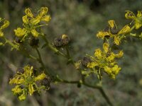 Ruta angustifolia 11, Saxifraga-Willem van Kruijsbergen