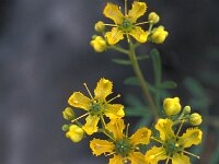 Ruta angustifolia 4, Saxifraga-Jan van der Straaten