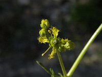 Ruta angustifolia 6, Saxifraga-Jan van der Straaten