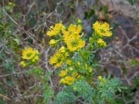 Ruta chalepensis 12, Saxifraga-Ed Stikvoort
