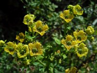 Ruta chalepensis 13, Saxifraga-Ed Stikvoort