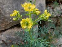 Ruta chalepensis 14, Saxifraga-Ed Stikvoort