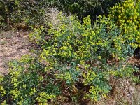 Ruta chalepensis 18, Saxifraga-Hans Grotenhuis