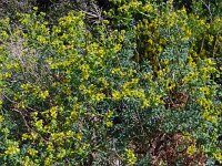 Ruta chalepensis 19, Saxifraga-Hans Grotenhuis
