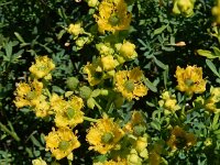 Ruta chalepensis 2, Saxifraga-Peter Meininger