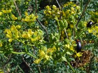 Ruta chalepensis 20, Saxifraga-Hans Grotenhuis