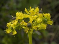 Ruta chalepensis 3, Saxifraga-Willem van Kruijsbergen