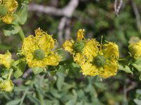 Ruta chalepensis 5, Saxifraga-Rutger Barendse