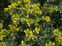 Ruta chalepensis 7, Saxifraga-Jan van der Straaten