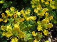 Ruta chalepensis 8, Saxifraga-Ed Stikvoort