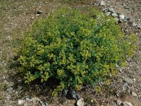 Ruta chalepensis 9, Saxifraga-Ed Stikvoort