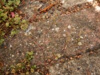 Sabulina tenuifolia 2, Tengere veldmuur, Saxifraga-Ed Stikvoort : tengere veldmuur Rotterdam-Alexander s9900