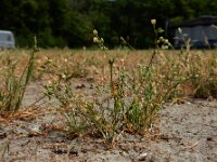 Sagina apetala 10, Donkere vetmuur, Saxifraga-Ed Stikvoort