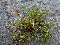 Sagina apetala 12, Donkere vetmuur, Saxifraga-Ed Stikvoort