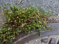 Sagina apetala 7, Donkere vetmuur, Saxifraga-Ed Stikvoort
